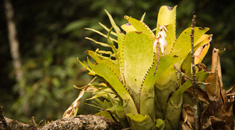 Compromisso com a Natureza